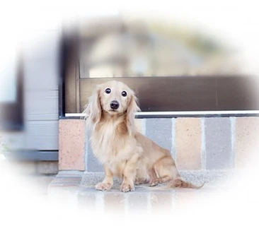 カニヘンダックス　ロキ君
