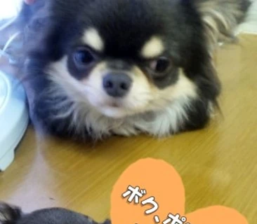 チワワ　ポロン君