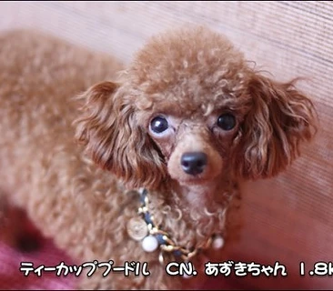 プードル　　あずきちゃん