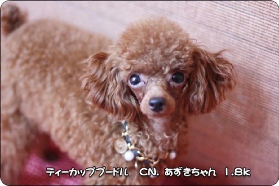 プードル　　あずきちゃんのイメージ