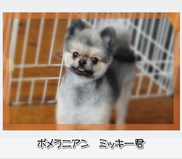 ポメラニアン　ミッキー君