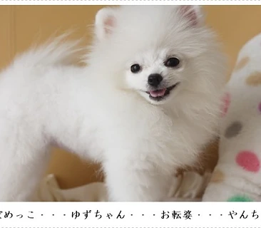 ポメラニアン　ゆずちゃん