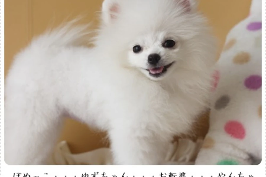 ポメラニアン　ゆずちゃんのイメージ