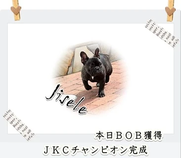 フレンチブル　ジゼルちゃん