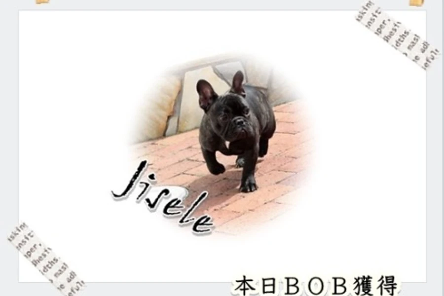 フレンチブル　ジゼルちゃんのイメージ