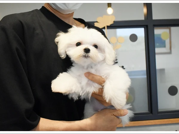 K様、マルチーズ君のお迎えありがとうございました♪の画像