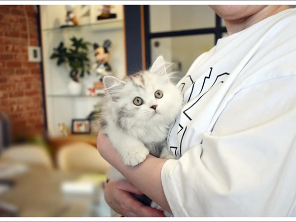 K様、ネコちゃんのお迎えありがとうございました♪の画像