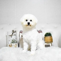 ビションフリーゼ　9月2日生まれ　♂　ホワイト