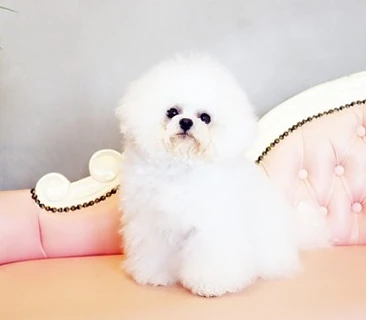 韓国ミニビション　ミミちゃん