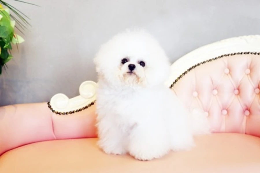 韓国ミニビション　ミミちゃんのイメージ
