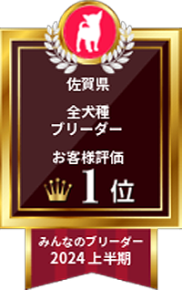 みんなのブリーダー 2024上半期｜佐賀県・全犬種ブリーダー｜お客様評価 1位