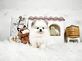 ポメラニアン♀ｍ　北海道M様　ご予約頂きました。のイメージ