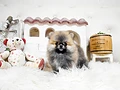 ポメラニアン♀　福岡県M様　ご予約頂きました。のイメージ