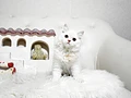 スコティッシュフォールド♀ｍ　埼玉県Ｉ様　ご予約頂きました。のイメージ