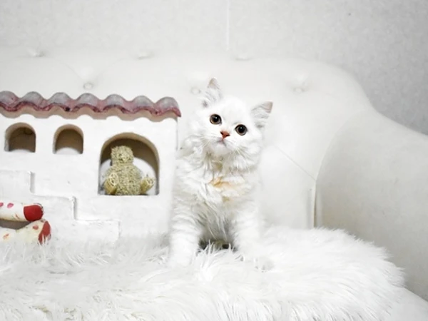 スコティッシュフォールド♀ｍ　埼玉県Ｉ様　ご予約頂きました。の画像