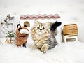スコティッシュフォールド♂ｍ　佐賀県Ｎ様　ご予約頂きました。のイメージ