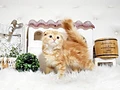 スコティッシュフォールド♀ｍ　福岡県Ｏ様　ご予約頂きました。のイメージ