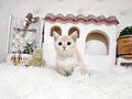 スコティッシュフォールド♀ｍ　長崎県I様　ご予約頂きました。のイメージ