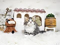 スコティッシュフォールド♂ｎ　福岡県Ａ様　ご予約頂きました。のイメージ