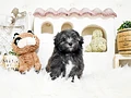 マルプー♀ｍ　長崎県Ｉ様　ご予約頂きました。のイメージ