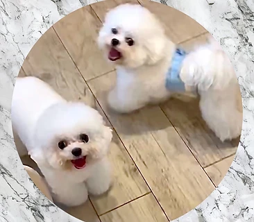 韓国ミニビション　アンニョンとサラン