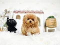 トイプードル♀　佐賀県S様　ご予約頂きました。のイメージ