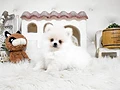 ポメラニアン♂　熊本県H様　ご予約頂きました。のイメージ