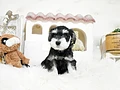 ミニチュアシュナウザー♂　佐賀県N様　ご予約頂きました。のイメージ