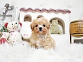 マルプー♀ｍ　佐賀県I様　ご予約頂きました。のイメージ