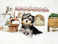 ヨークシャーテリア♀　千葉県O様　ご予約頂きました。のイメージ