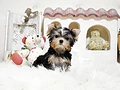 ヨークシャーテリア♀　沖縄県H様　ご予約頂きました。のイメージ