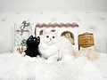 スコティッシュフォールド♂　福岡県T様　お持ち帰り頂きました。のイメージ