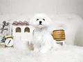 マルチーズ♂ｍ　長崎県Ｉ様　ご予約頂きました。のイメージ