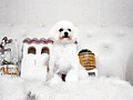 ビションフリーゼ♂ｍ　福岡県Ｋ様　ご予約頂きました。のイメージ