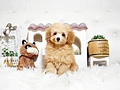トイプードル♂　福岡県K様　ご予約頂きました。のイメージ