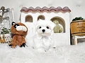 マルチーズ♂ｍ　福岡県Ｈ様　ご予約頂きました。のイメージ