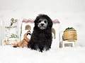 トイプードル♀　福岡県H様　お持ち帰り頂きました。のイメージ