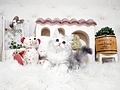 スコティッシュフォールド♀ｍ　千葉県H様　ご予約頂きました。のイメージ