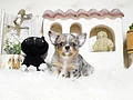 チワワ♂　佐賀県S様　ご予約頂きました。のイメージ