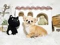 チワワ♂　佐賀県K様　ご予約頂きました。のイメージ