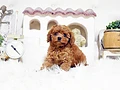 トイプードル♂ｍ　福岡県D様　ご予約頂きました。のイメージ