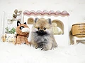 ポメラニアン♀ｎ　佐賀県Ｅ様　ご予約頂きました。のイメージ
