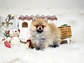 ポメラニアン♀　福岡県I様　ご予約頂きました。のイメージ