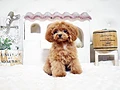 トイプードル♀ｍ　福岡県Ｋ様　ご予約頂きました。のイメージ